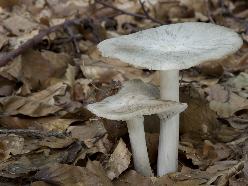 Megacollybia platyphylla